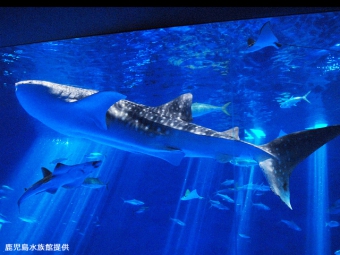 いおワールド 鹿児島水族館