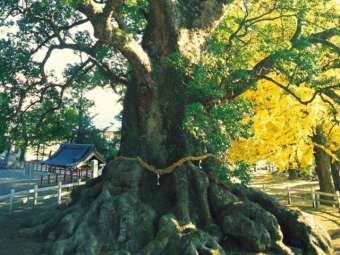 蒲生の日本一の大楠