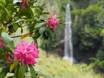裏見の滝　自然花苑