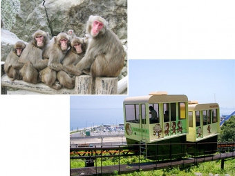 高崎山自然動物園