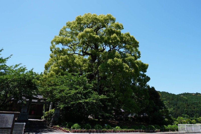本庄の大楠 (国指定天然記念物)