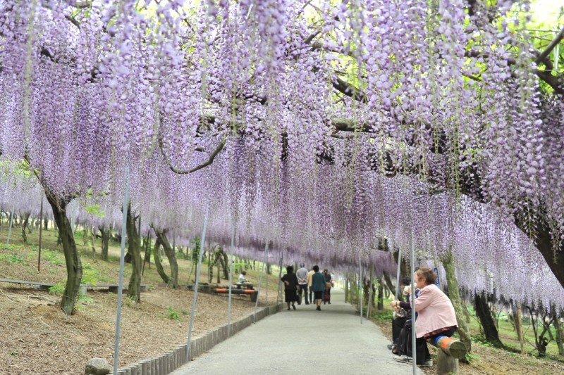 千財農園 フジの花