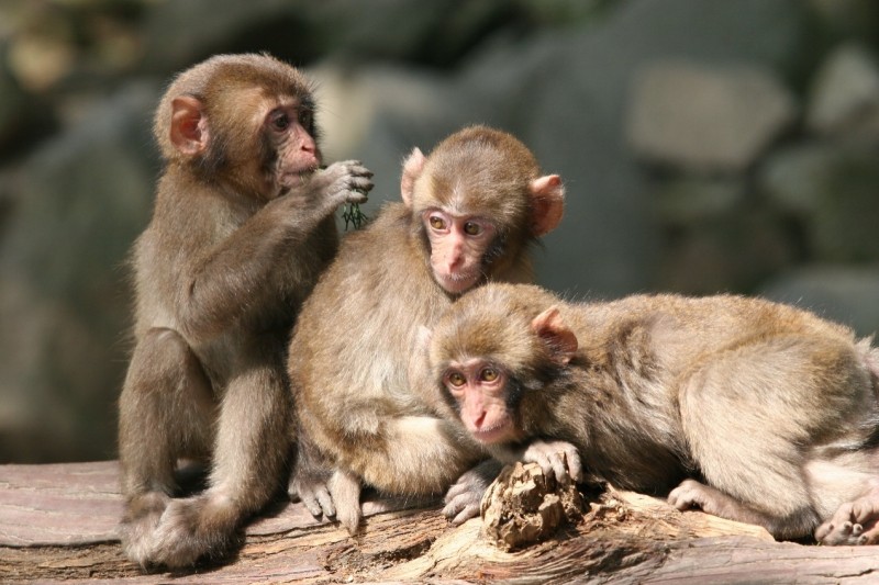 高崎山自然動物園