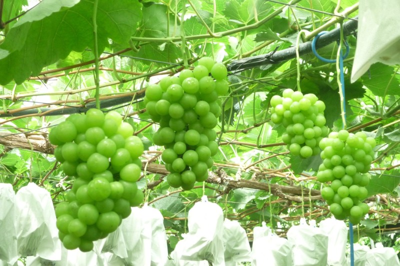 都農町観光農園