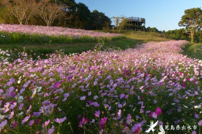 上場高原コスモス園