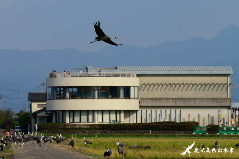 出水市ツル観察センター