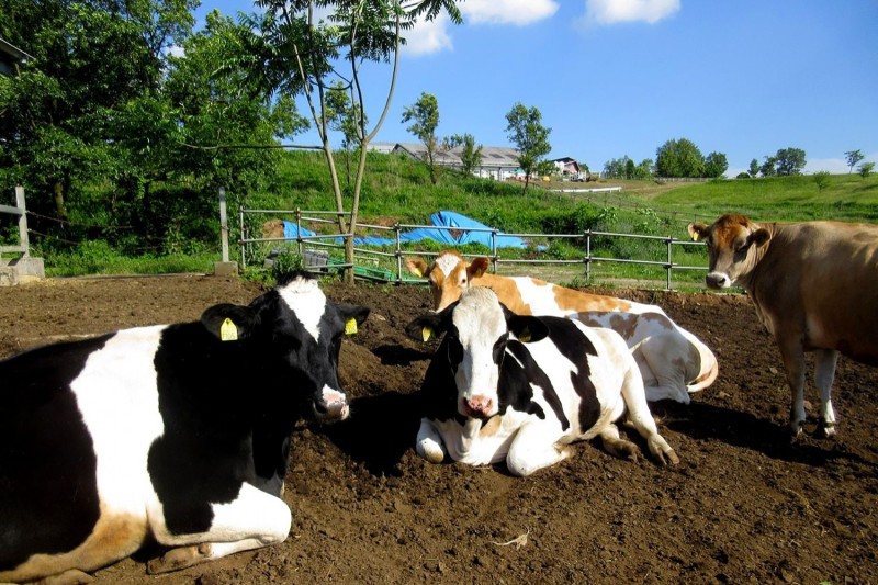 らくのうマザーズ　阿蘇ミルク牧場