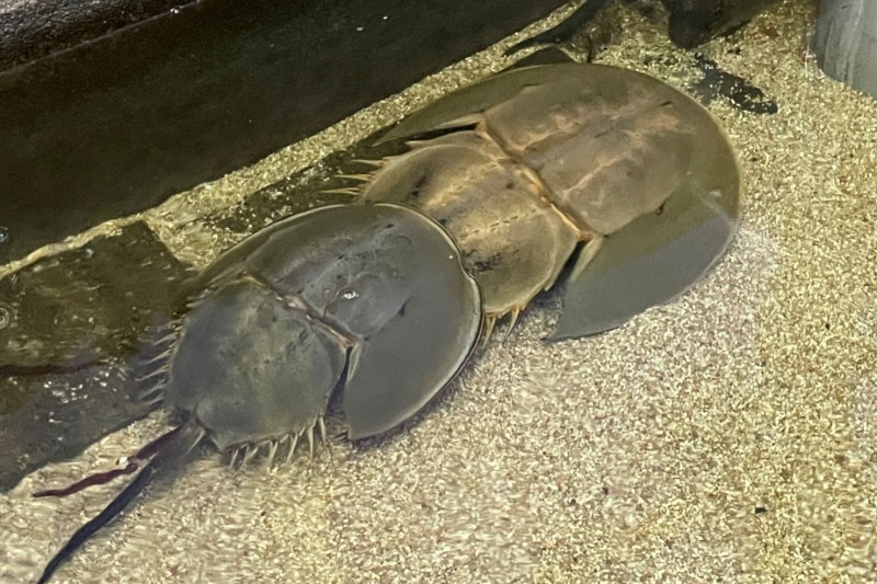 カブトガニ（西条市立東予郷土館）