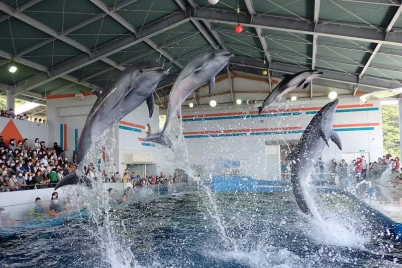 志布志湾大黒イルカランド